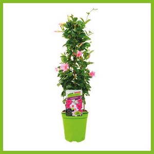 Bild von Kp19 Sundaville Piramide Cream